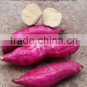 Export Fresh Sweet Potato for All Market thumbnail-4