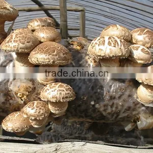 2015 Chines New Crop Shiitake Mushroom ,Top Nutrition White Flower Mushroom thumbnail-3