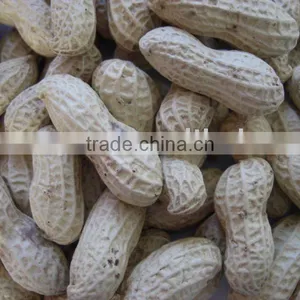 Peanut in Shell (Large Size) thumbnail-1