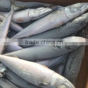 EEC,HACCP Certification and Whole Part Frozen Mackerel Scomber Scombrus thumbnail-1