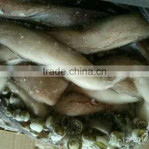 Wholesale for Feeding Cheap 25cm+ Live Squid thumbnail-2