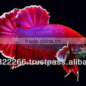 Wholesale Betta Fish / Ornamental Fish thumbnail-2