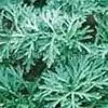 Artemisinin thumbnail-1