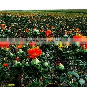 Pure Safflower Seed Oil thumbnail-1