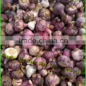 Sell Cheap Onion 2016 Spring Onion Red/Yellow/White Onion thumbnail-3