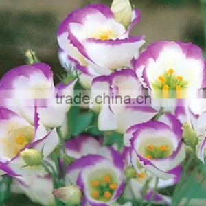 Special Antique Bug Bud Eustoma thumbnail-3