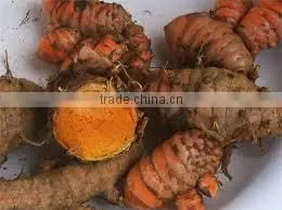 Turmeric Oil Extraction thumbnail-6