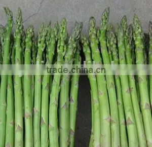 Canned Whole Green Asparagus Spears 425g thumbnail-2
