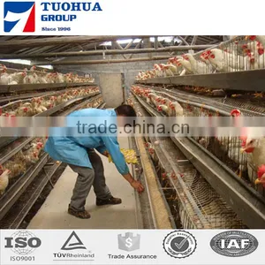 Chicken Poultry Layer Cage for Sale,layer Poultry Cages thumbnail-3