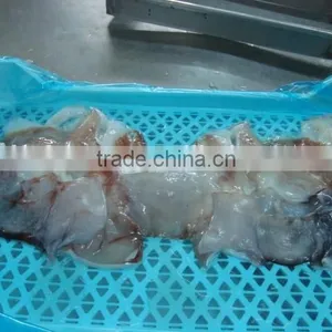 Frozen Giant Squid Neck thumbnail-2
