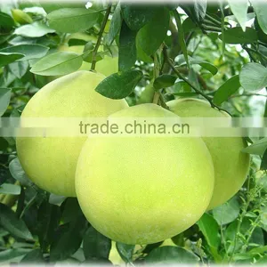 Chinese Fresh Honey Pomelo Hot Selling thumbnail-1