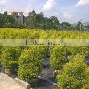 Golden Leaves Melaleuca Bracteata thumbnail-4