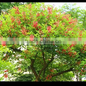 Erythrina Crista-galli Linn thumbnail-1