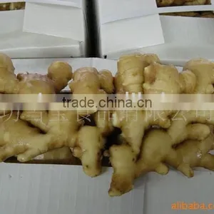 Dry Ginger thumbnail-1