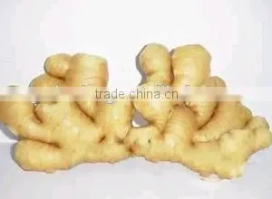New 2016 Fresh Ginger for Overseas From Shandong thumbnail-6