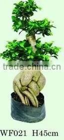 Ficus Microcarpa Farm thumbnail-1