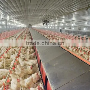 Automatic Rearing Breeders Chicken Farm Equipment thumbnail-1