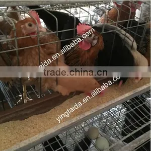 Eggs Checkin Cage thumbnail-5