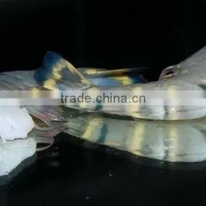 Raw Headless Black Tiger thumbnail-1