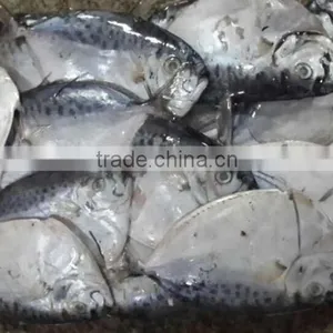 IQF Moonfish Sea Fish on Sales thumbnail-3