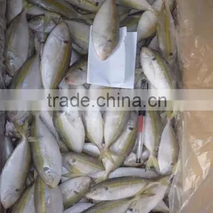 Frozen Gold Line Horse Mackerel thumbnail-3
