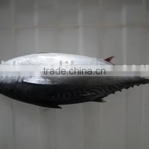 Frozen Skipjack Tuna thumbnail-1