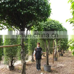 Ficus Benjamina thumbnail-1