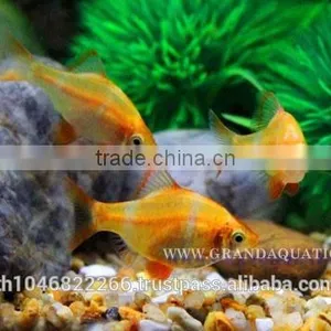 Golden Tiger Barb Fish For Sale and Export thumbnail-5