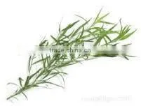 Tarragon Leaves thumbnail-1