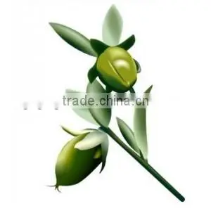 Natural Jojoba Oil Wholesale thumbnail-1