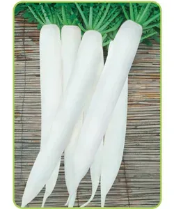 Radish Seed Hybrid F1 Mino Early thumbnail-1
