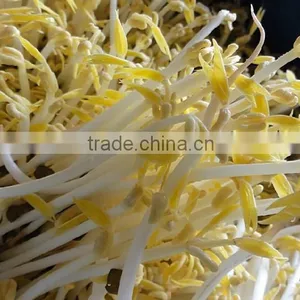 Factory Price Automatic Bean Sprout Growing Machine for Sale thumbnail-4