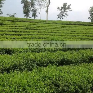 Low Price Long-lasting Aroma Dark Red PF Black Tea thumbnail-3