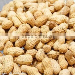 Roasted Peanut in Shell for Sale thumbnail-1