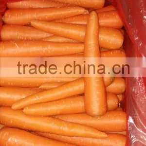 Carrot Price Carrot Farm Carrot Exporter 2016 Best Quality thumbnail-2