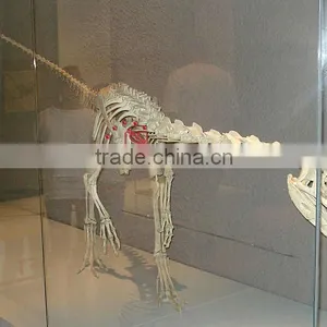 Science Exhibition Dinosaur Models Fiberglass Fossil Of Liliensternus thumbnail-1