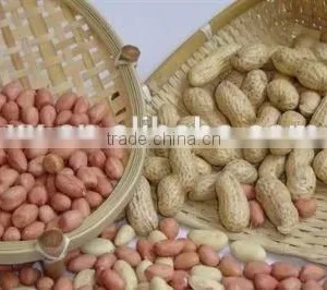 Roasted Salted Peanuts in Shell thumbnail-2
