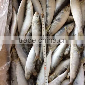 Good Good Quality Frozen Lighting Sardine 100-120pcs/ctn thumbnail-1