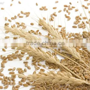 GMP Certified Wheat Germ Oil Food Grade thumbnail-2