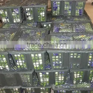 Chinese Fresh Celery thumbnail-4