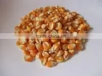 Maize From India thumbnail-2