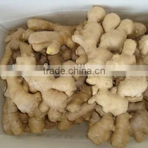 New Crop Ginger Root Ginger for Sale With Good Quality thumbnail-5
