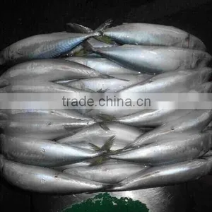 Frozen Whole Round Mackerel thumbnail-2