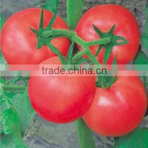 2016 New Hybrid Tomato Seeds for Growing-TianFu360 thumbnail-1