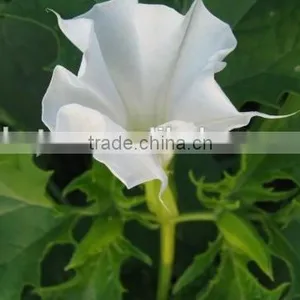 Factory Supply USP 99% Scopolamine HBR thumbnail-5