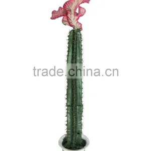 CHY040931 New Products Flowering Succulent Plant Tropical Plants With Different Sizes thumbnail-1