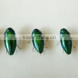 Beetle Wings 2014 Hot Sale Beetle Wings Brooches thumbnail-2