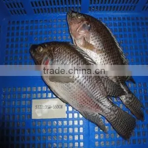 Frozen Tilapia Fillet From Zhejiang of China thumbnail-1