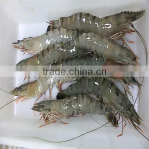 Frozen Farm Raised Shrimp thumbnail-1