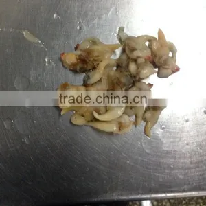 IQF Surrf Clam/short Necked Clam Meat thumbnail-4